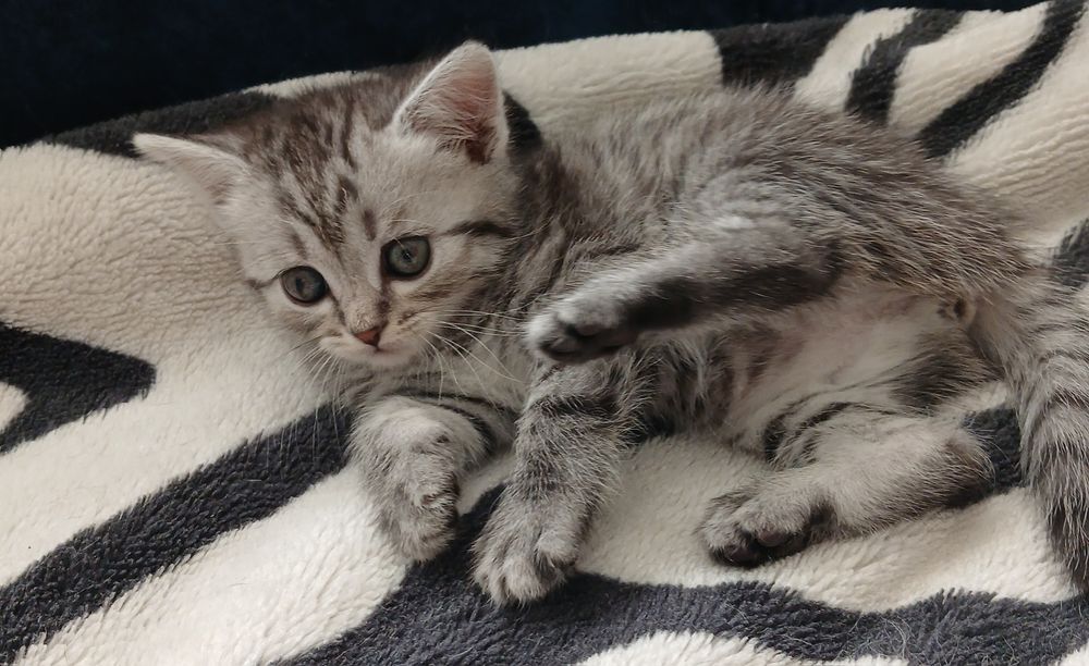 Продам британських кошенят