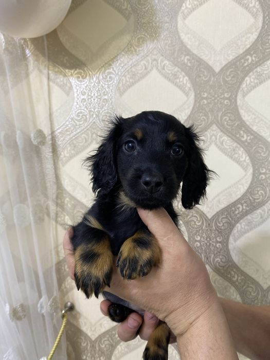 Довгошерста таксочка, цуценя такси, довгошерста такса