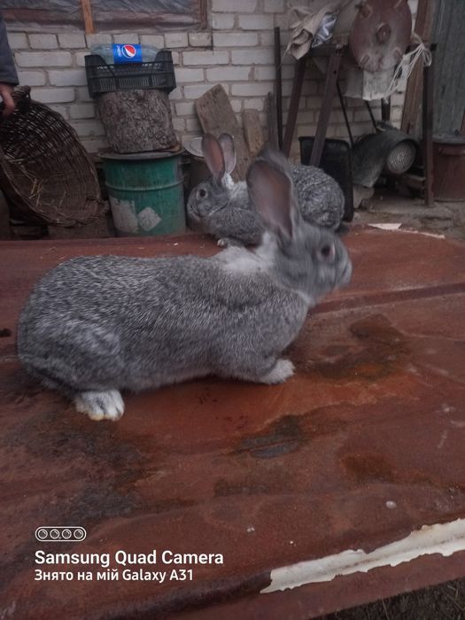 Кролики,кролі,вухаті