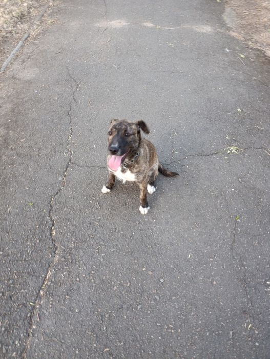 Отдадим в хорошие руки.