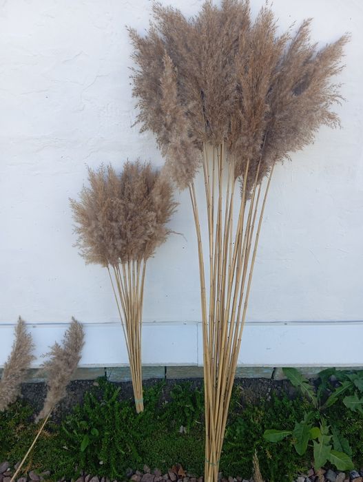 Пампасна трава, очерет, сухоцвіти, комиш