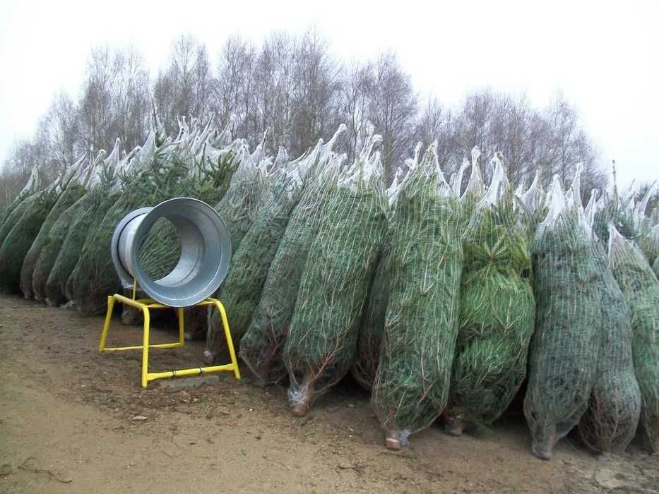 Choinki Cięte Świerk Srebrny 170-200cm Plantacja