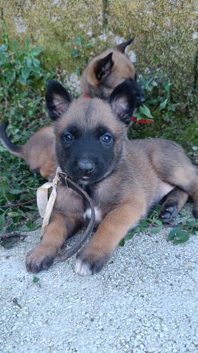 Pastor belga malinois
