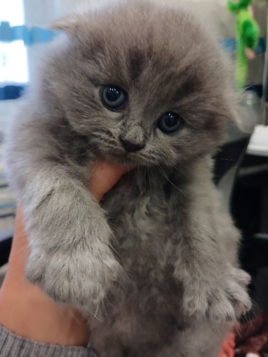 Продам кошенят...