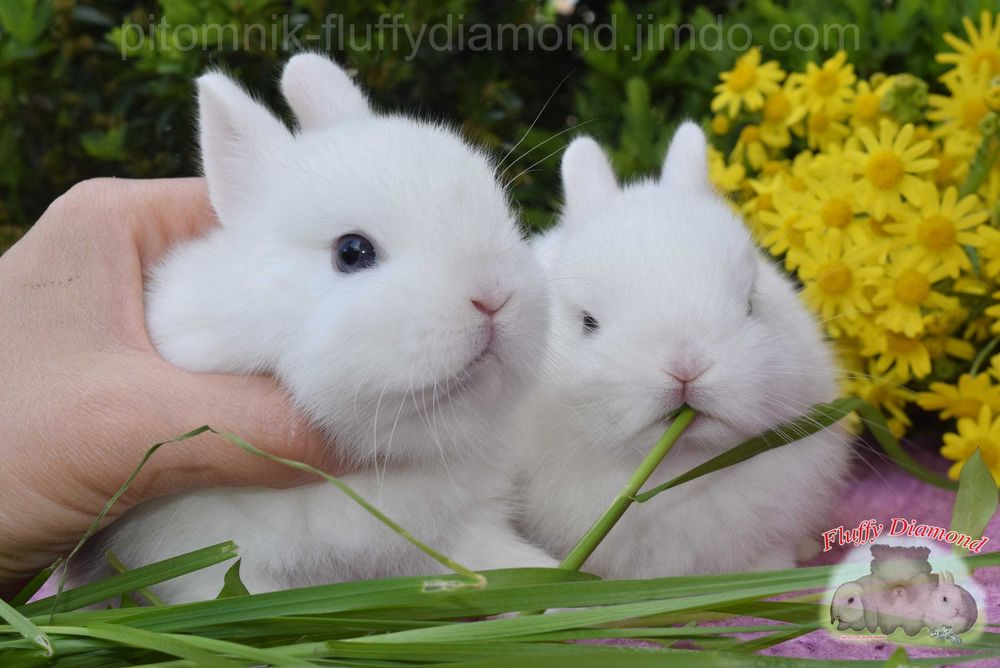 Карликові кролики з розплідника Fluffy Diamond. Великий вибір!Доставка