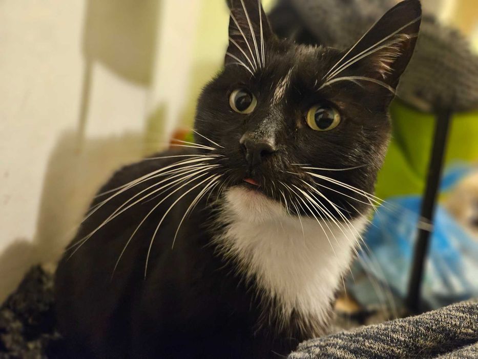 Irysek, 2 letni do adopcji