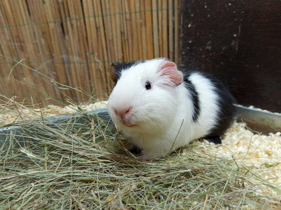 Морські свинки, морская свинка