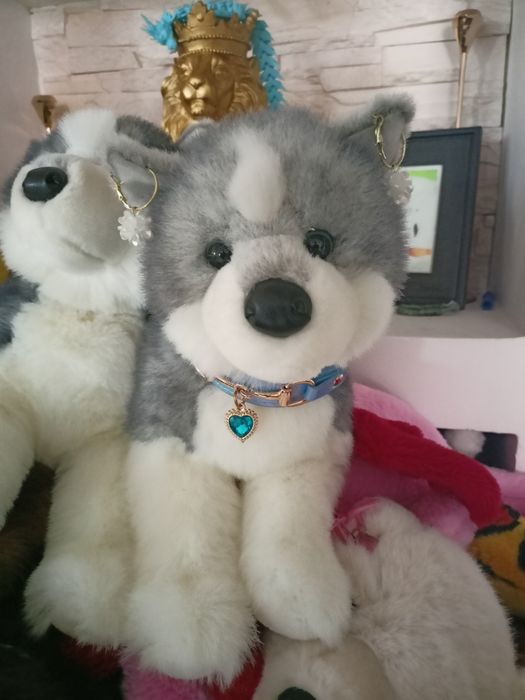 Douglas pluszak Sasha husky wyjątkowy