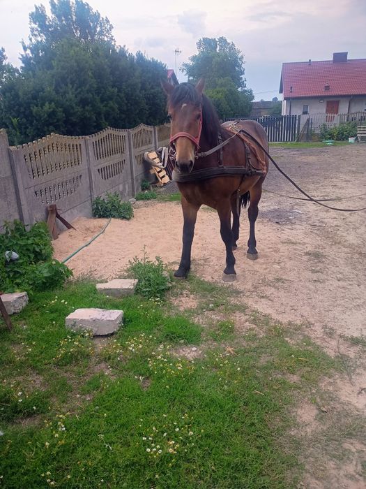 Sprzedam zrebice