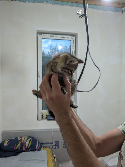 Віддам котят в гарні руки