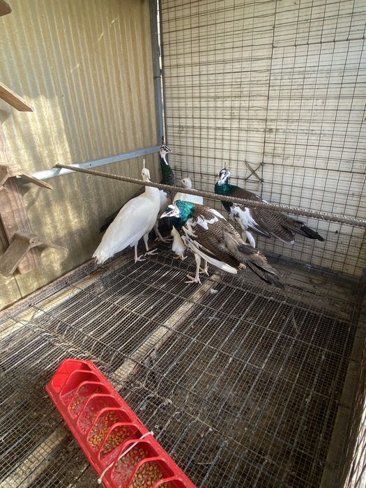 Pavões Brancos e Arlequins.