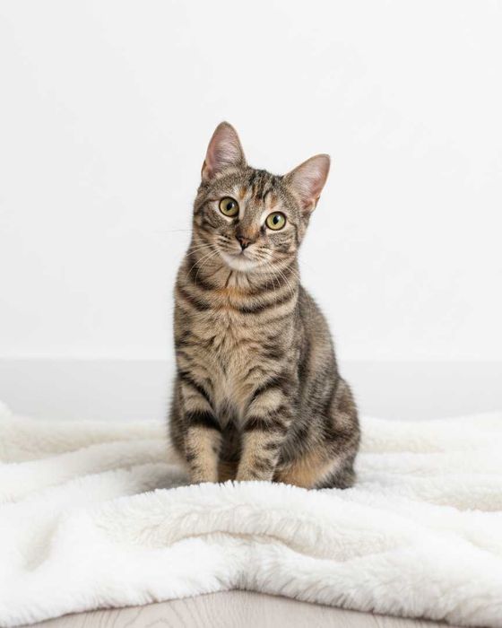 Setúbal / Margem Sul / Lisboa — ANA CLÁUDIA, gatinha para adoção