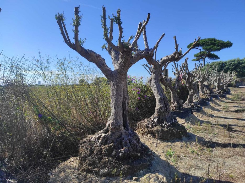 Oliveiras Centenárias