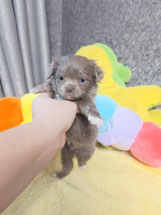 Лиловая девочка чихуахуа