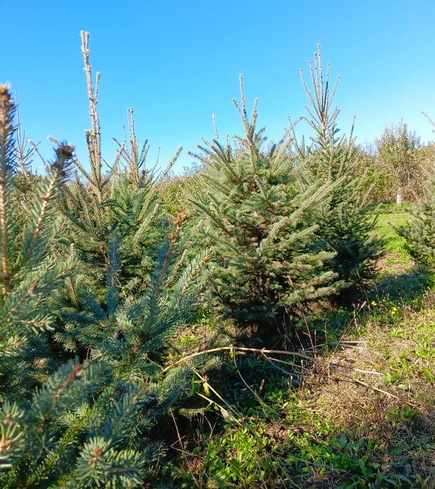 Choinki bożonarodzeniowe