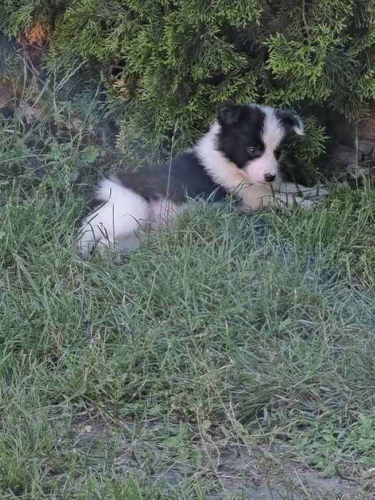 Suczka Border Collie