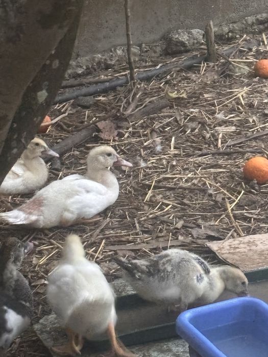 Patos mudos para mudar da casa