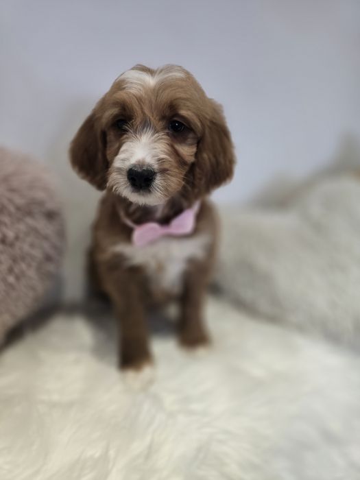 Goldendoodle f1 standard