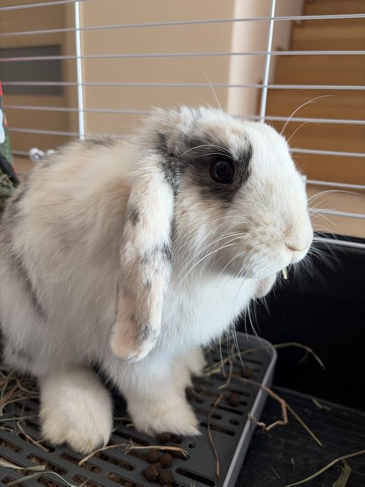 Kroliczek baranek * klatka * siano* pelet