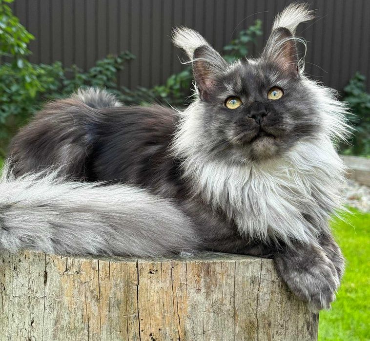 Купуй кошеня породи Мейн-кун