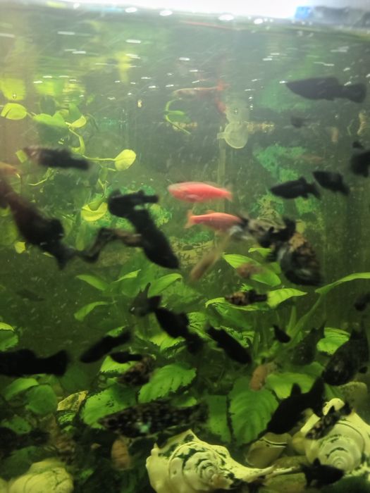 Рыбки Аквариумные моллинезия молинезии