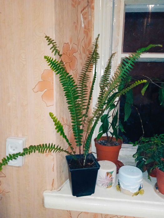 Папороть Нефролепіс