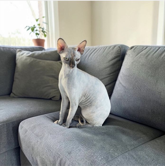 Gatinha Sphynx com um ano e meio