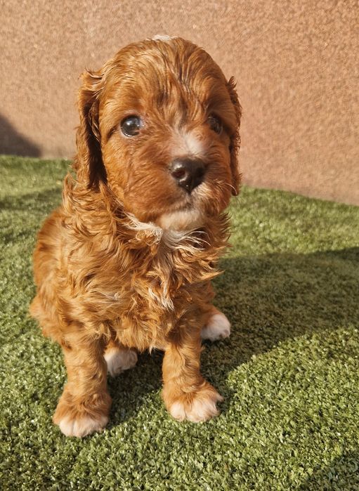 Sunia cavapoo f1