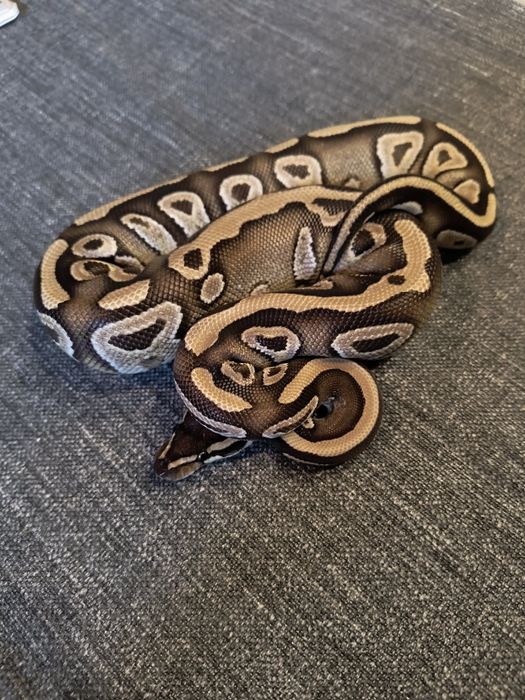 Samica Mojave Pastel