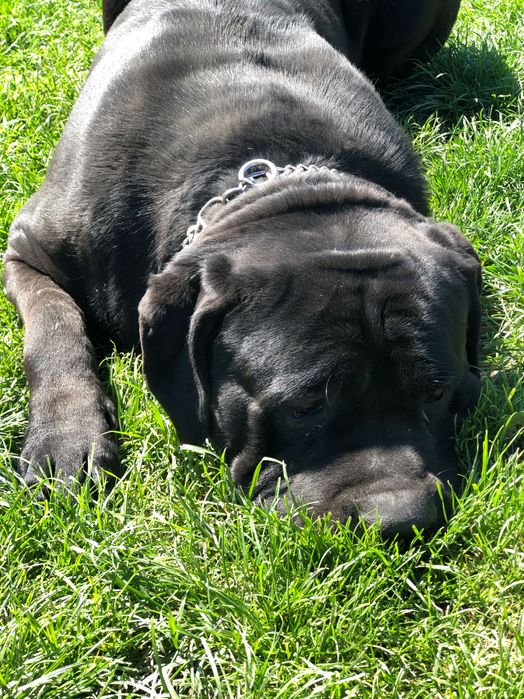 Кабель Кане Корсо для вязки