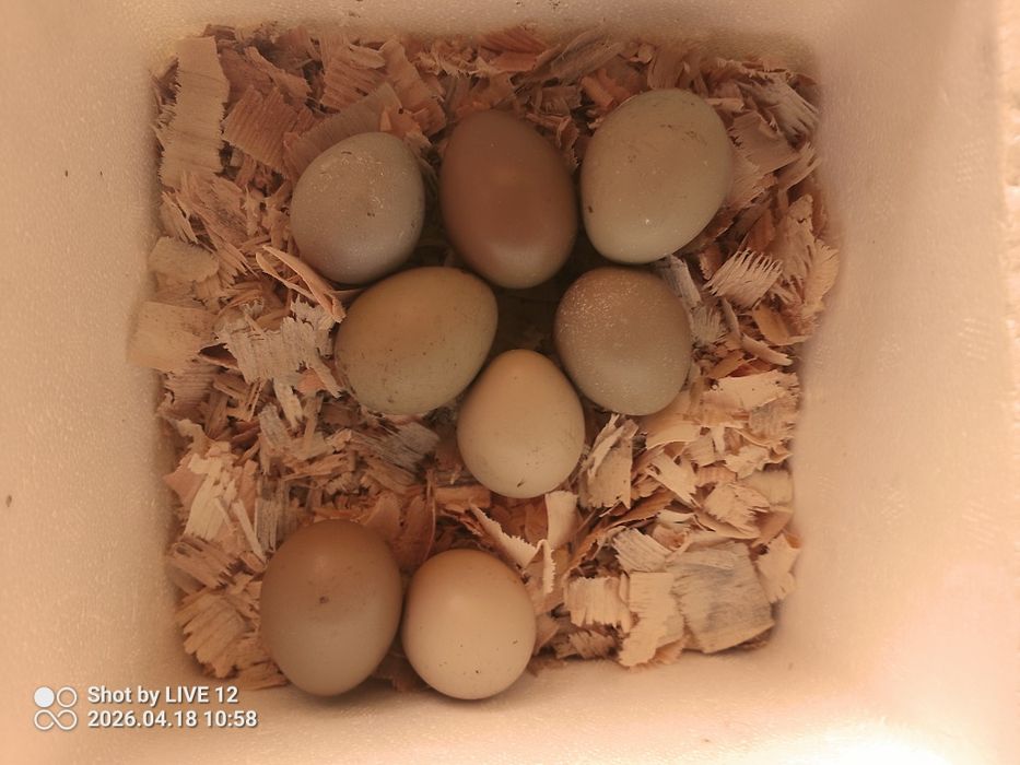 Jaja lęgowe bażanta polnego, łownego