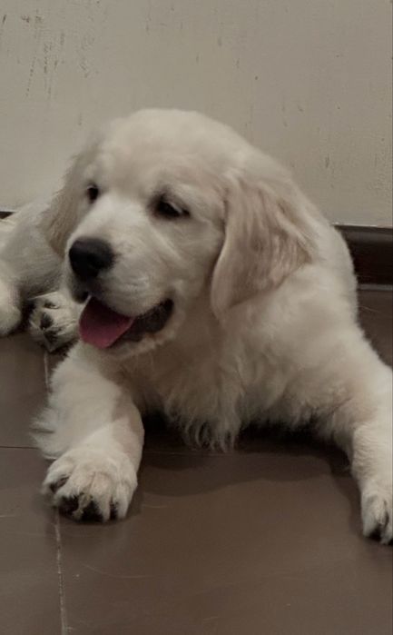 Golden retrever piesek z rodowodem FCI FCI