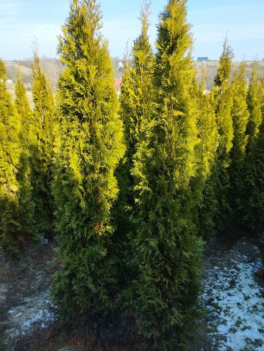 Thuja Szmaragd gęsty 120-130cm Kraków