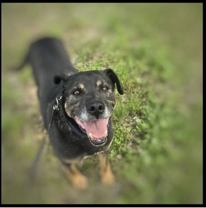 Baki - pies w typie amstaffa do adopcji