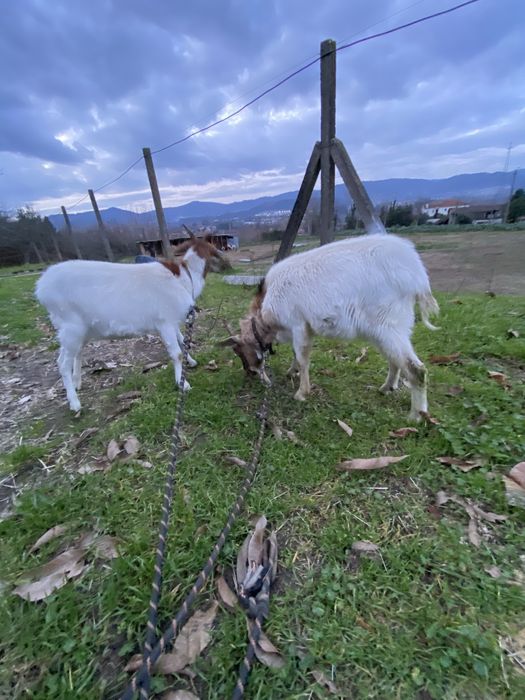 Cabras boer ( casal )