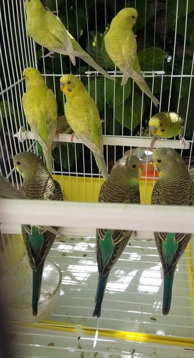 Periquitos Australianos e caturras jovens