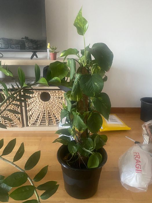 4 house plants cheap!