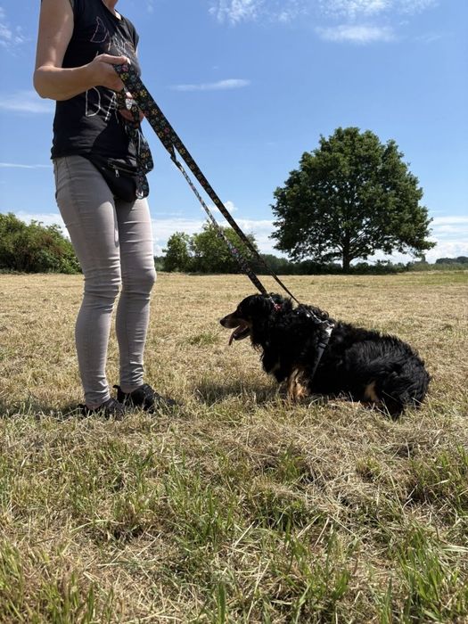 Budyń - delikatny psiak załamany po śmierci Pana szuka domu!