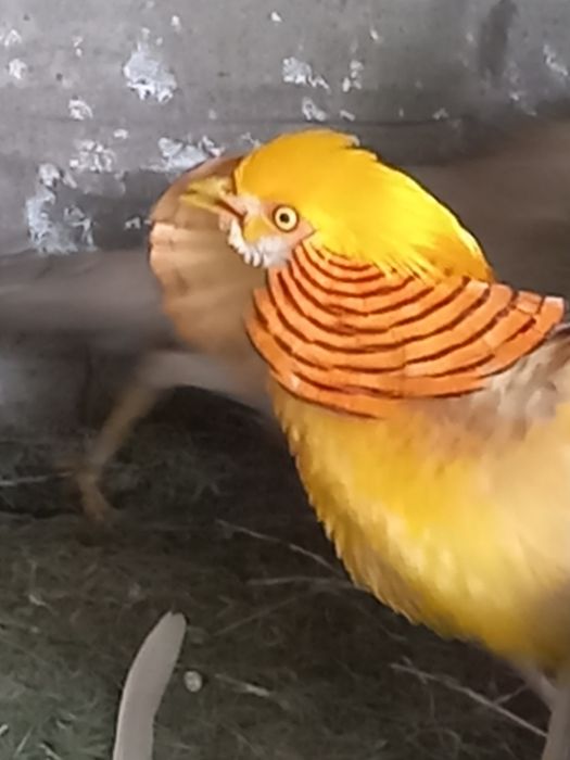 Sprzedam kury ozdobne lakelfender I ayam cemani