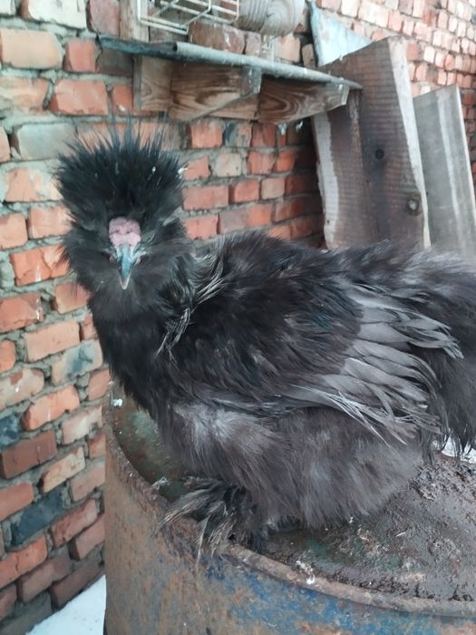 Silka kogut kura para