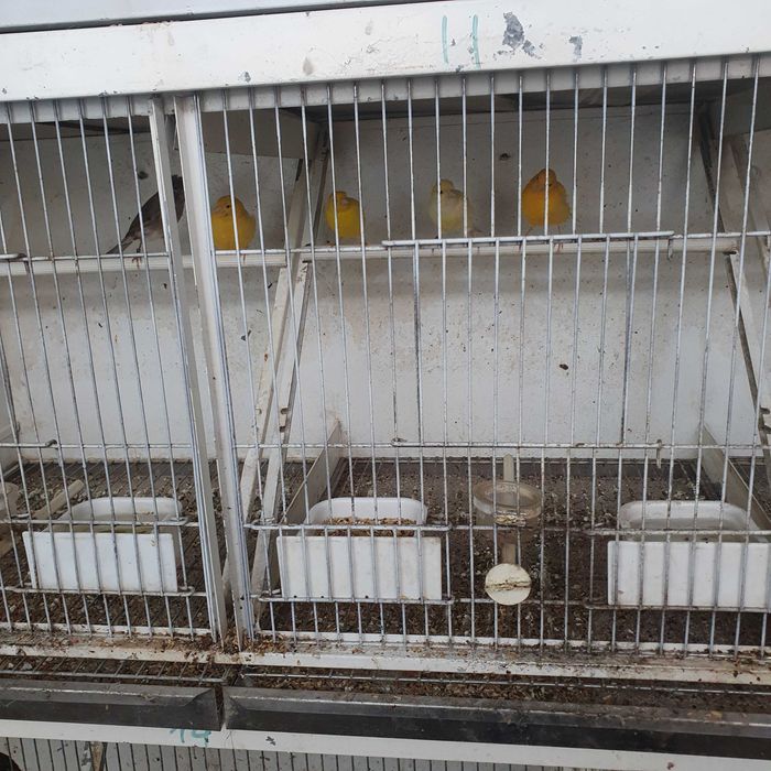 Canarios mosaicos e fifancy