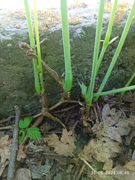 Дівочий / дикий виноград п'ятилистковий