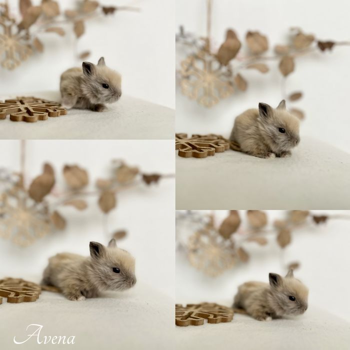 Kroliczek Karzełek Teddy 100%Rasa Mini Lop Mini kroliczki