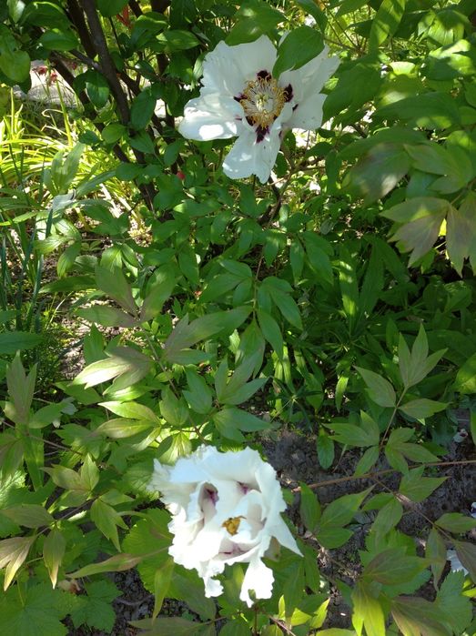 Півонія деревовидна