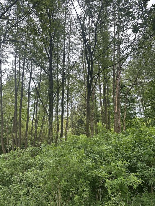 Dzialka starodrzew 1336 m2 Nienawiszcz blisko jeziora prad MPZP
