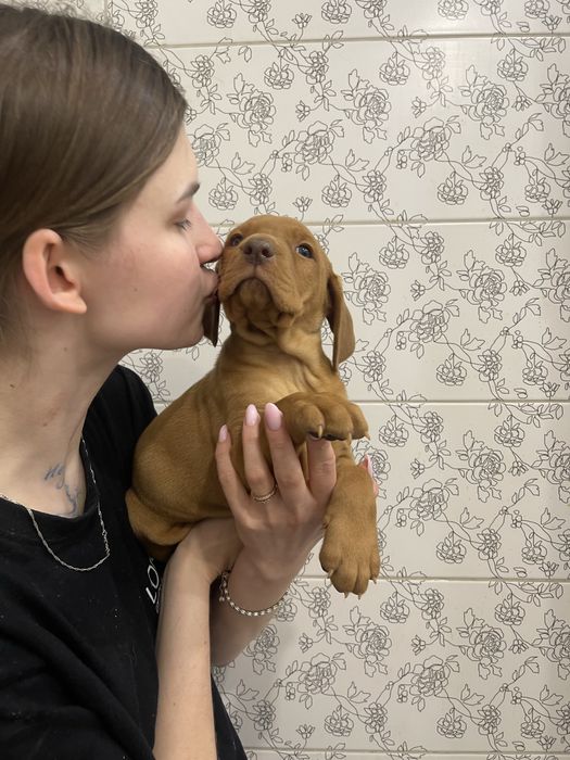 Угорська вижла дивовижні песики