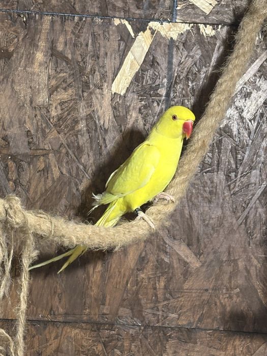 Aleksandretta obrożna