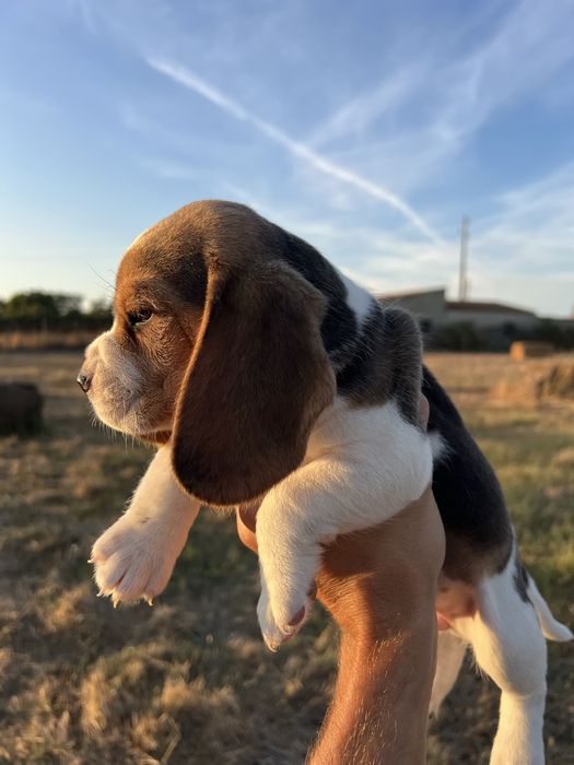 Cachorro Beagle com Lop