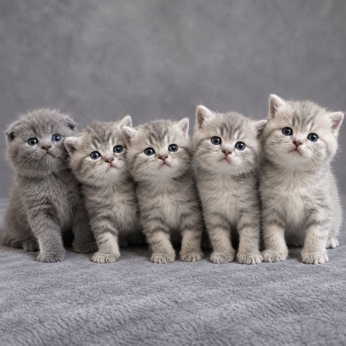 Кошенята шотландські