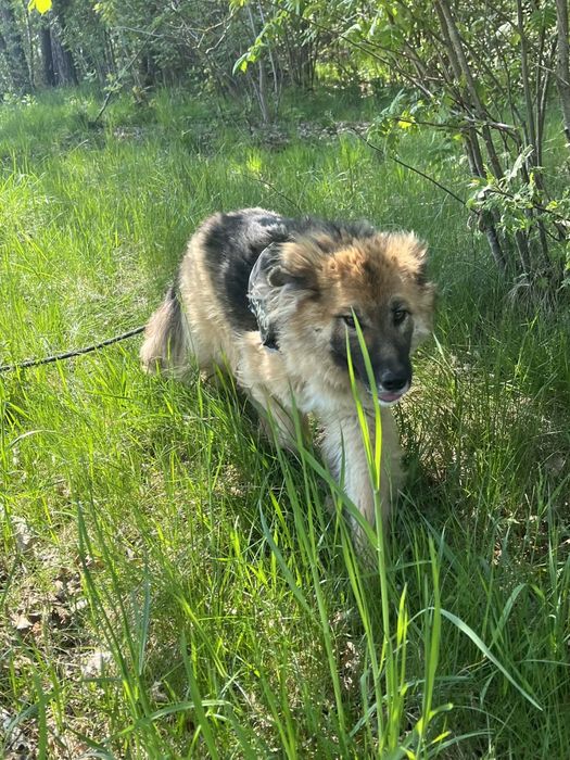 roczna owczarka do adopcji
